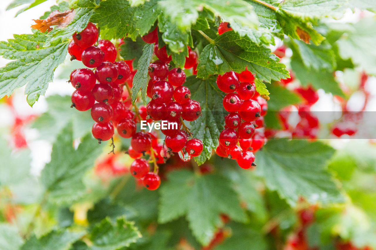 Close-up of red currants growing on plant
