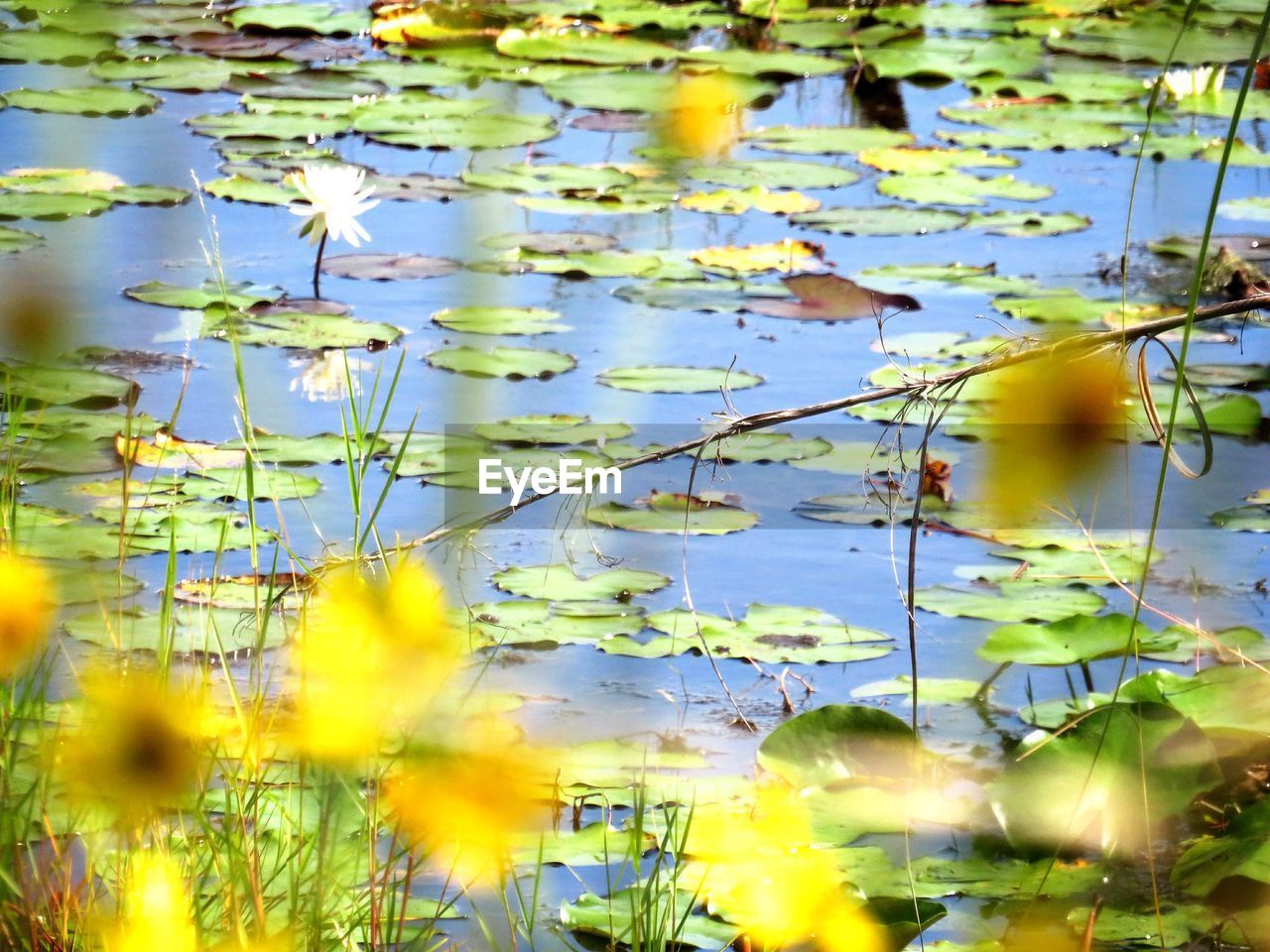 FULL FRAME SHOT OF YELLOW FLOATING ON WATER