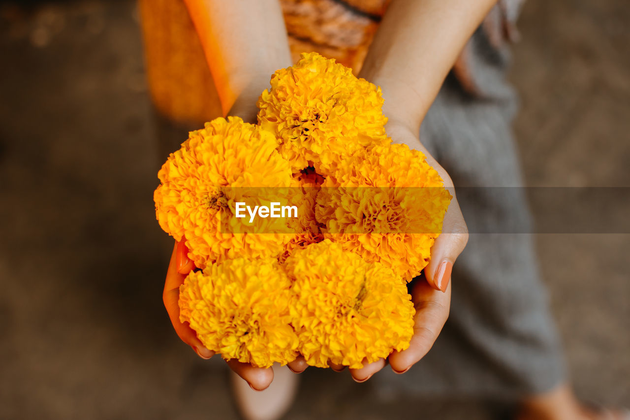 Close-up of hand holding yellow flower