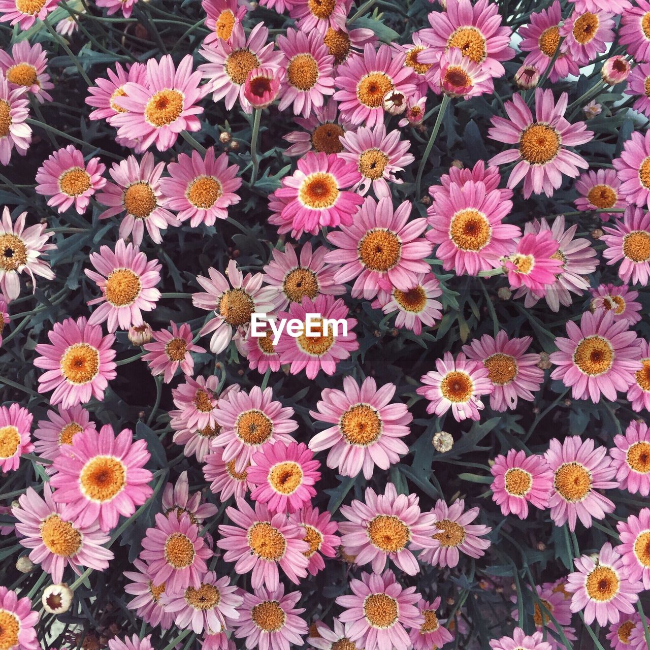 Full frame shot of pink flowers blooming in park