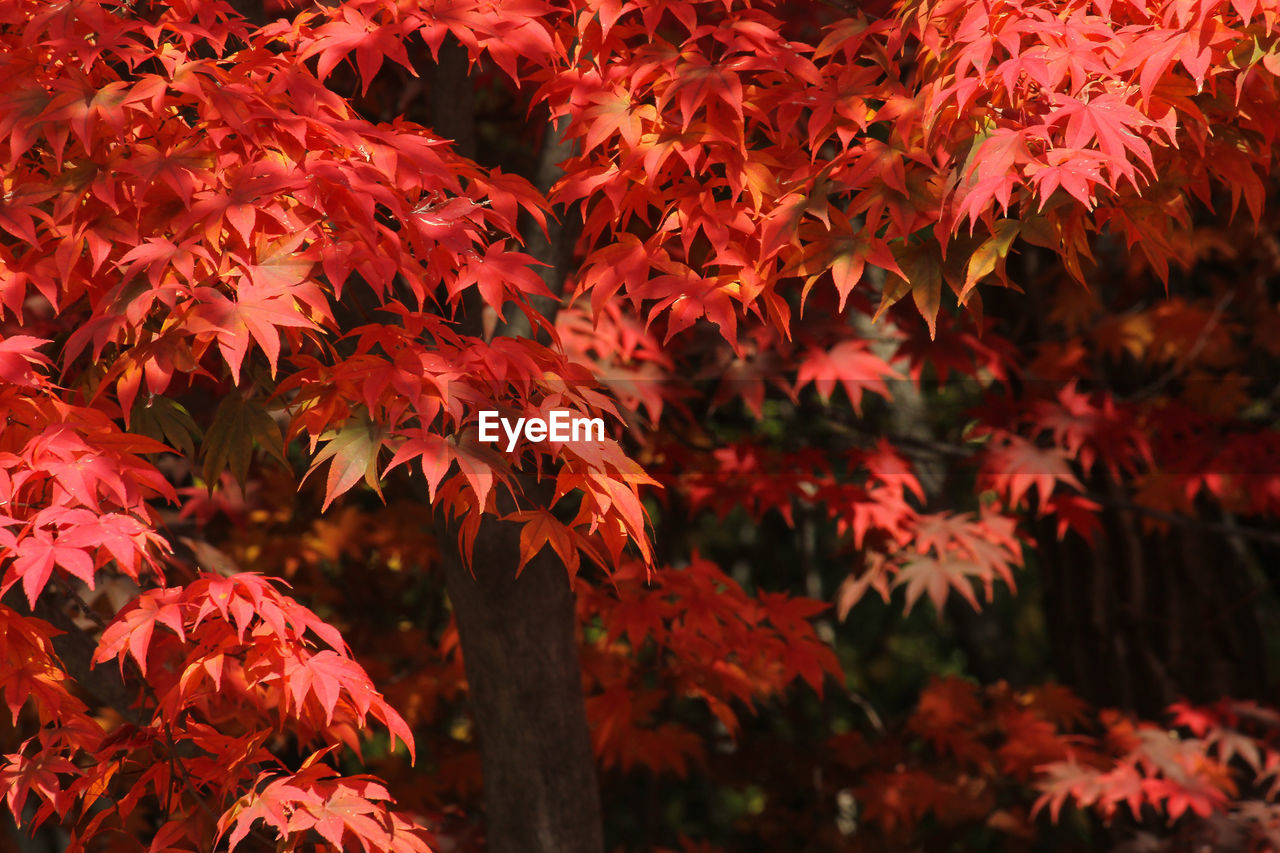 Close-up of maple leaves on tree during autumn