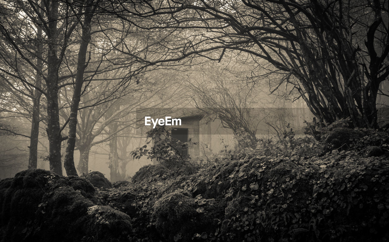 BARE TREES AND PLANTS GROWING OUTSIDE HOUSE DURING WINTER