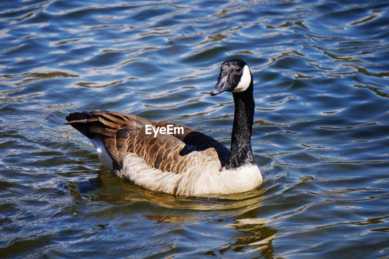 High angle view of canada goose swimming in lake