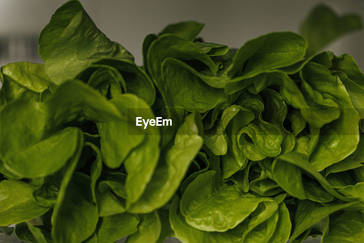 food and drink, food, healthy eating, vegetable, green, freshness, wellbeing, leaf, plant part, produce, leaf vegetable, no people, organic, spinach, nature, lettuce, close-up, indoors, flower, plant, studio shot, raw food, still life, cabbage