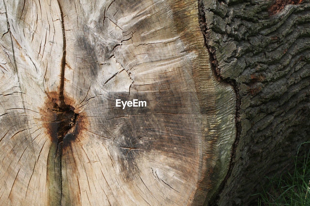 FULL FRAME OF TREE TRUNK