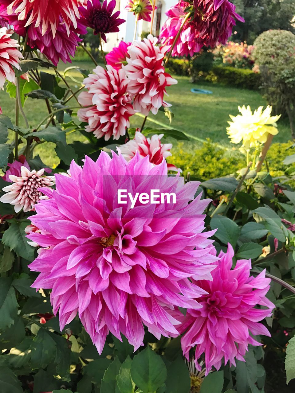 CLOSE-UP OF FRESH PINK FLOWERS BLOOMING OUTDOORS