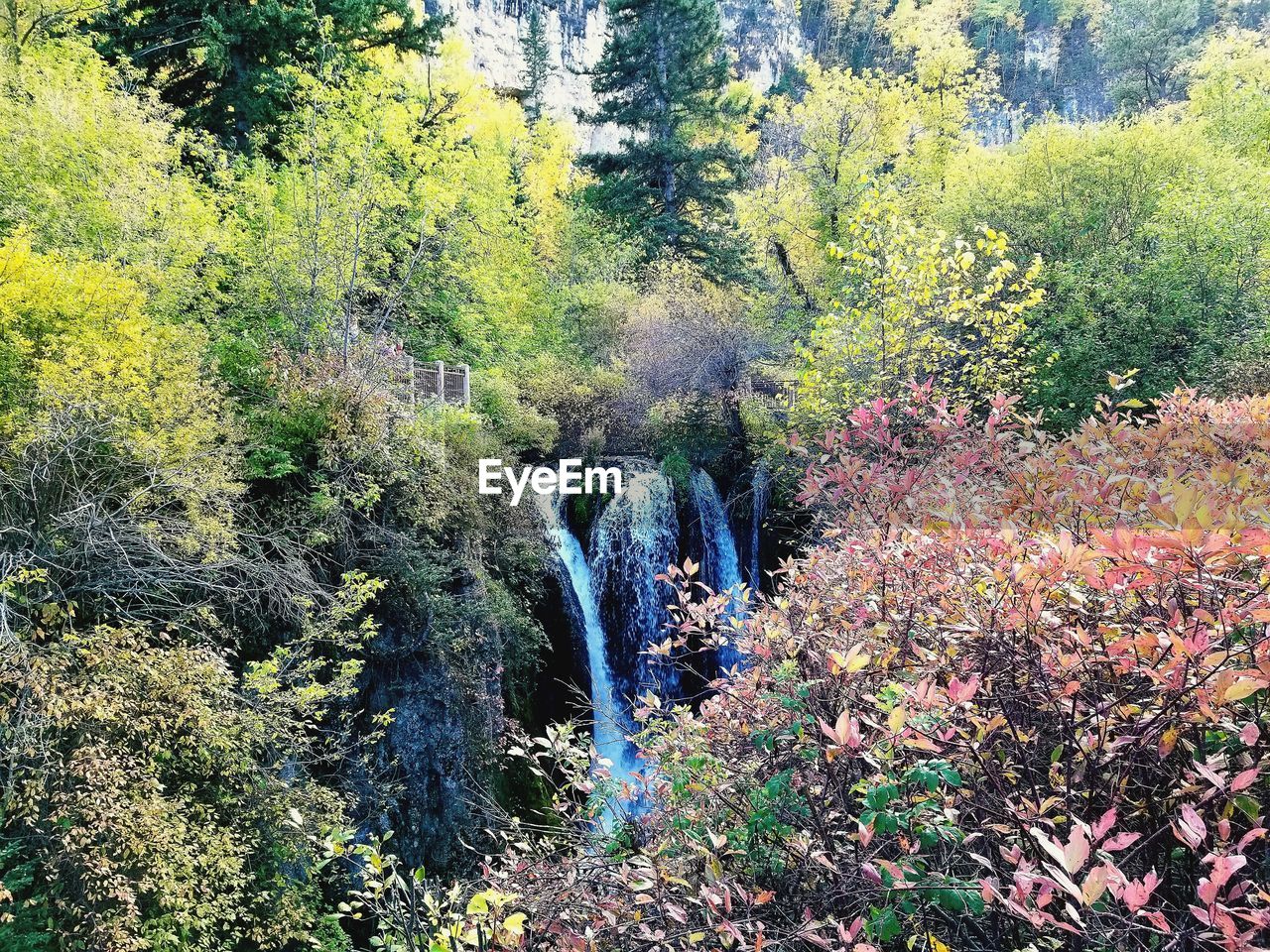 PLANTS GROWING IN FOREST