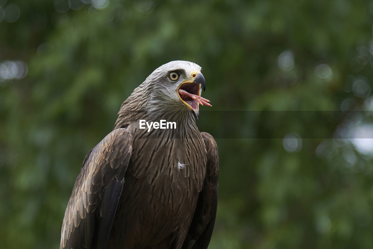 Red kite bird with brown feathers sitting with opened beak in green woods