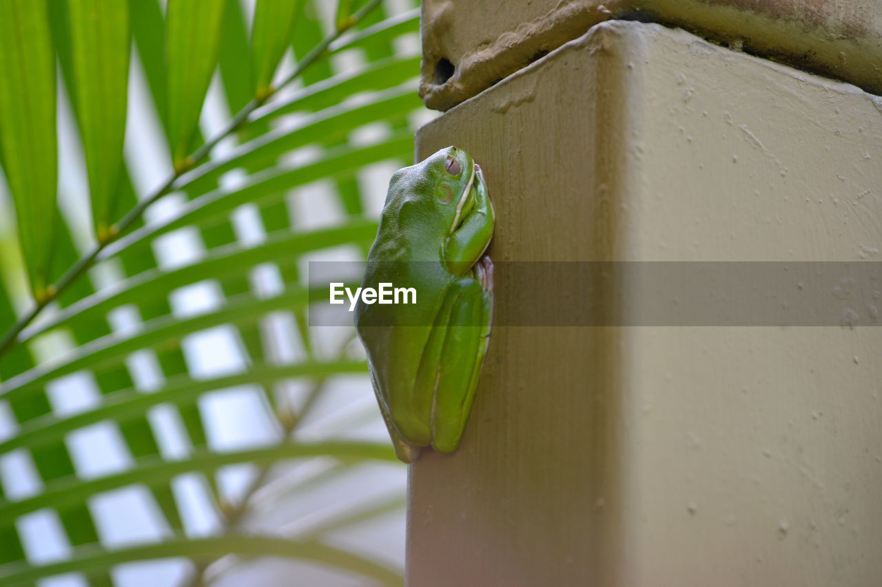 Close-up of frog on built structure