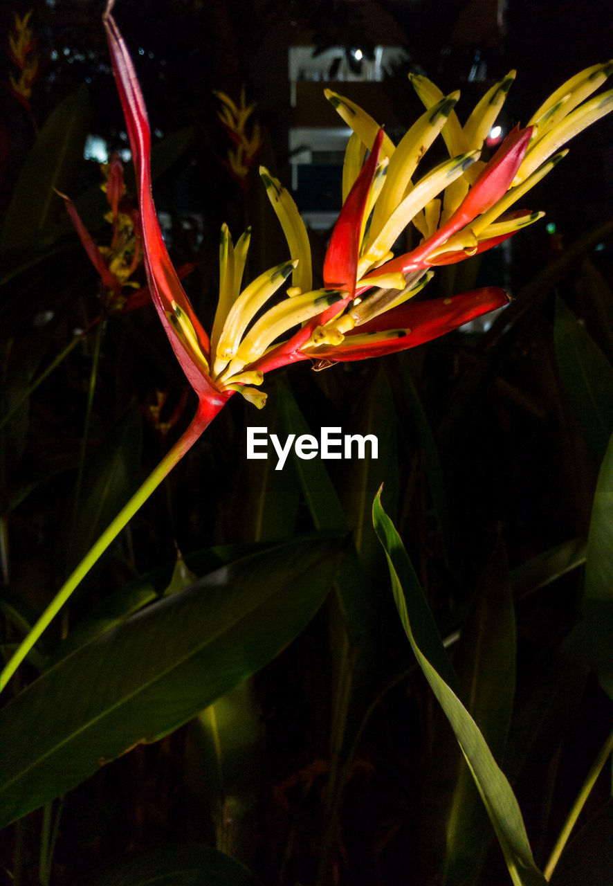 CLOSE-UP OF FRESH DAY LILY PLANT