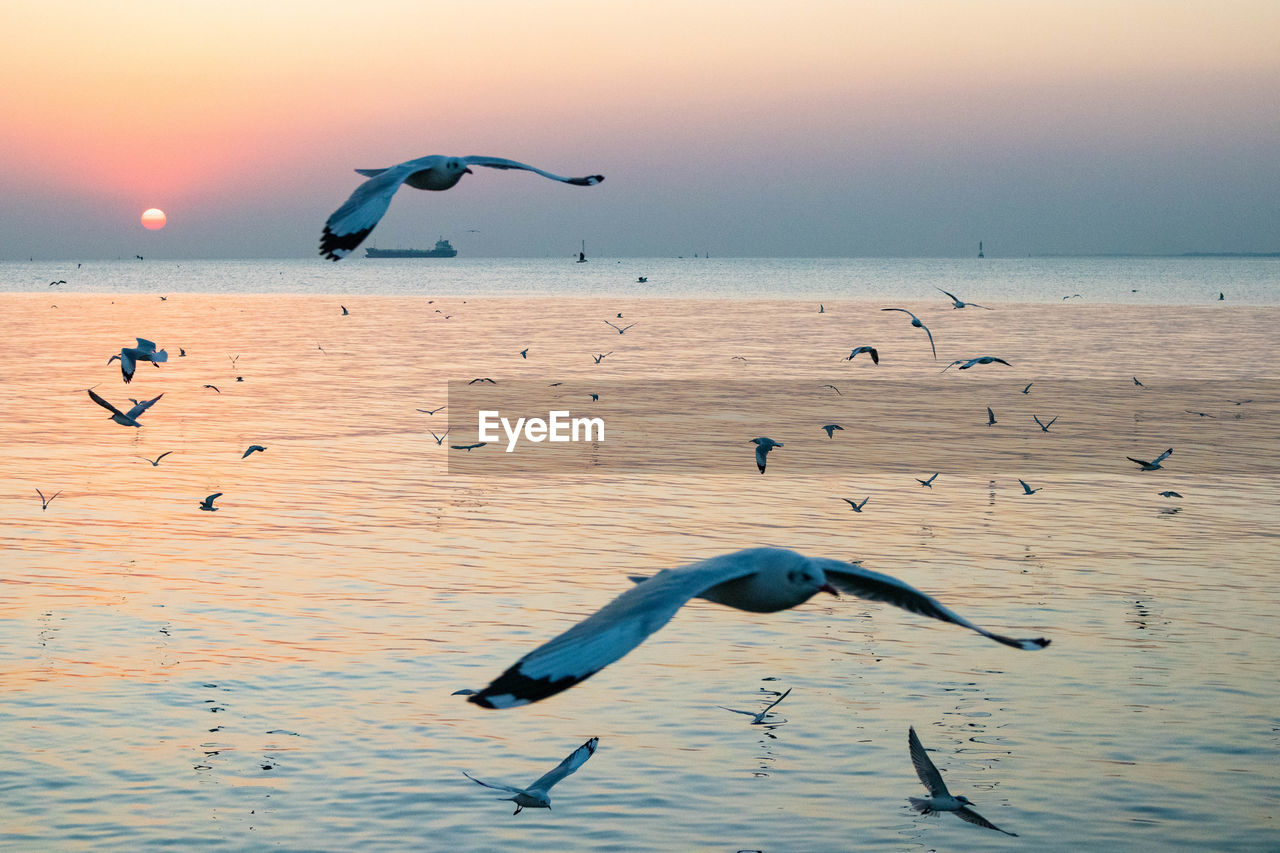 BIRDS FLYING OVER SEA