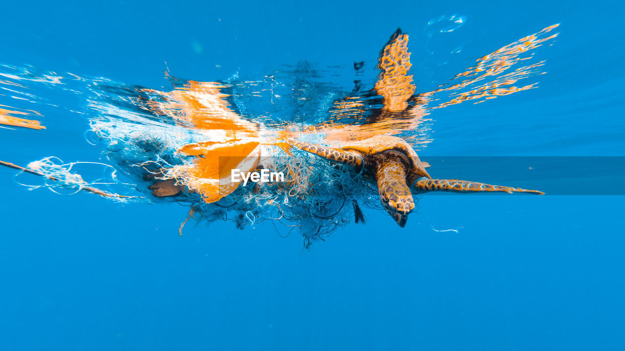 Close-up of entangled sea turtle on a ghost net 