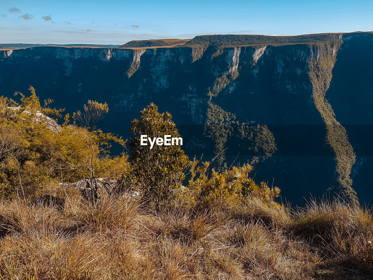 View of trees on mountain