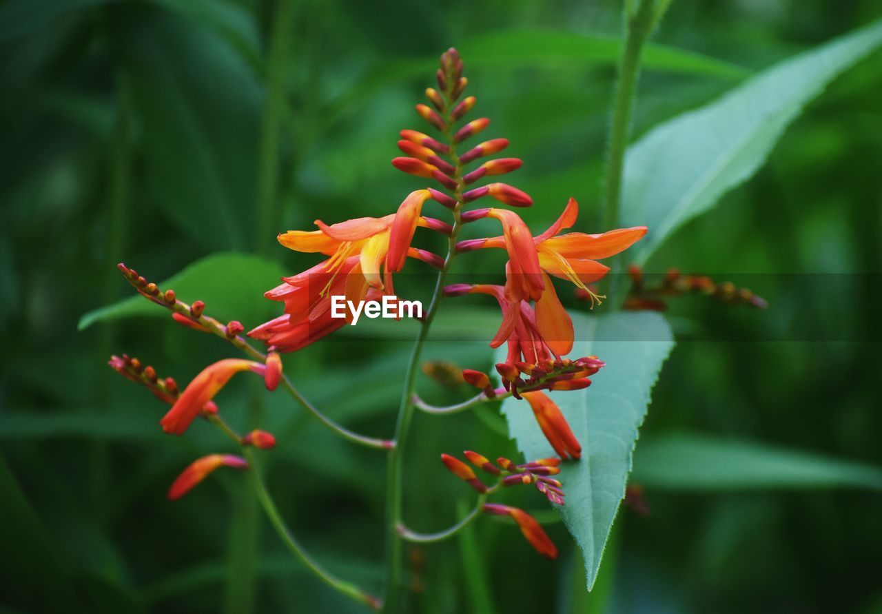 plant, flower, flowering plant, beauty in nature, nature, close-up, plant part, leaf, growth, no people, red, green, freshness, animal wildlife, focus on foreground, animal themes, macro photography, fragility, outdoors, animal, petal, orange color, shrub, day, wildflower, botany, flower head, insect, environment, wildlife, tropical climate