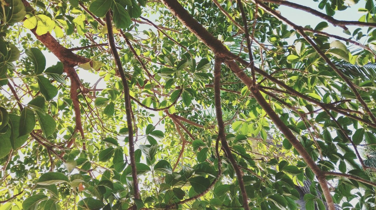 Low angle view of trees in forest