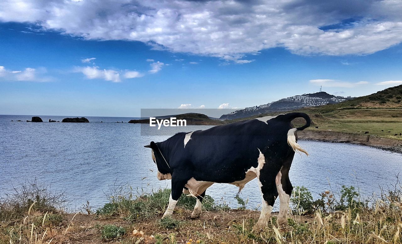 Side view of a cow by the lake