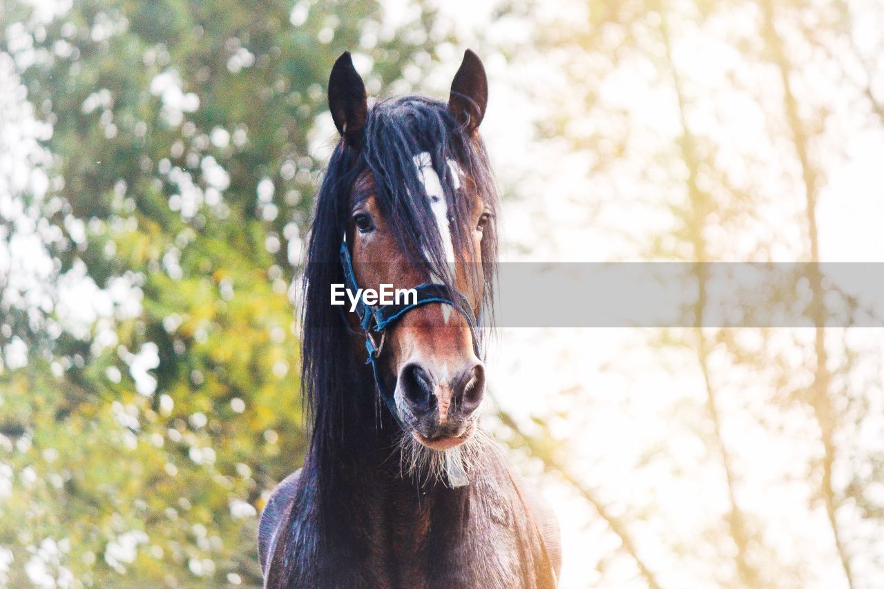 Close-up portrait of a horse