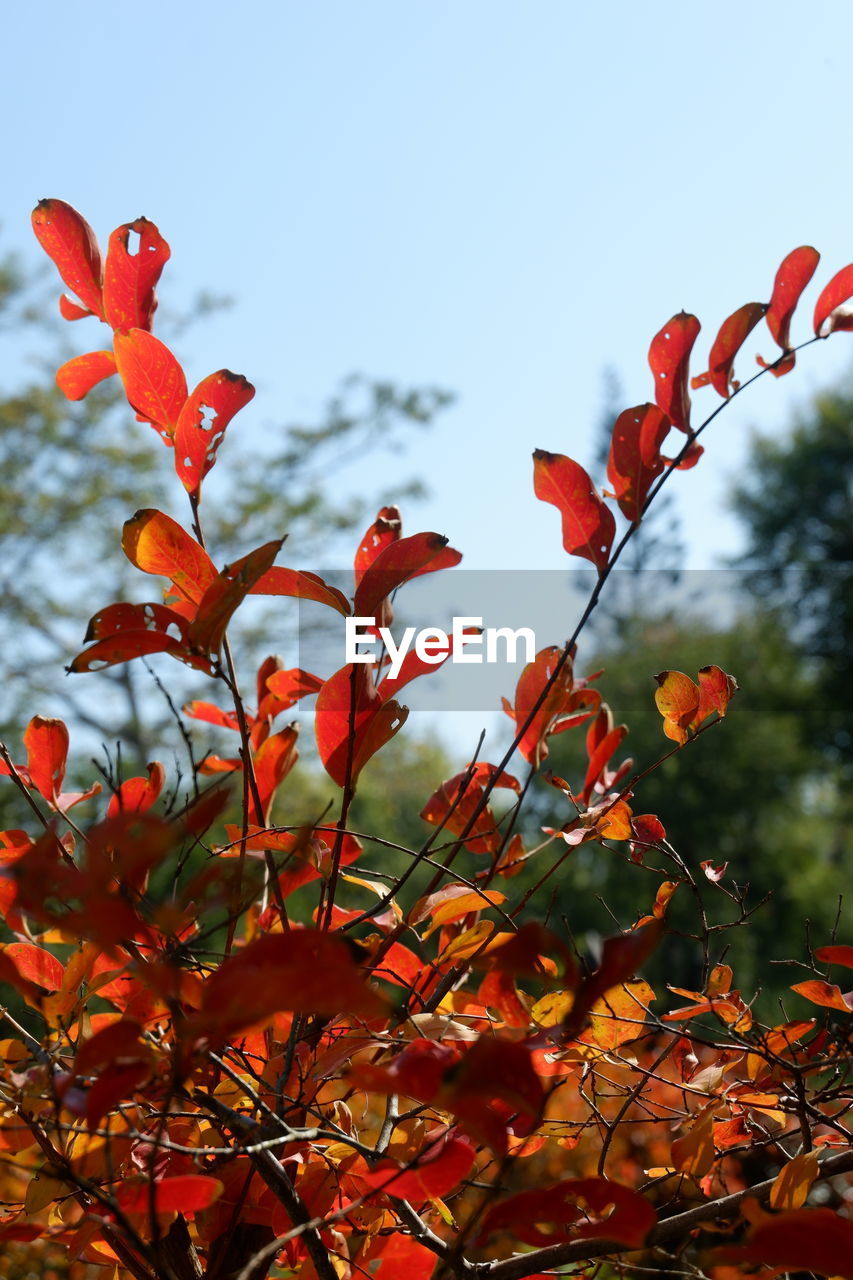 plant, tree, red, autumn, nature, leaf, branch, plant part, beauty in nature, no people, sky, flower, growth, fruit, day, low angle view, outdoors, food and drink, orange color, food, tranquility, rowan, focus on foreground, shrub, freshness, blossom, healthy eating, close-up