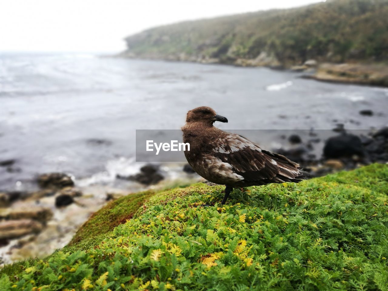 BIRD PERCHING ON ROCK BY SEA