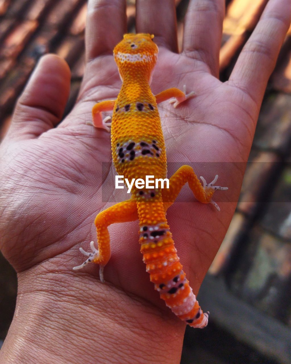 hand, animal themes, animal, animal wildlife, one animal, one person, holding, wildlife, reptile, close-up, gecko, finger, focus on foreground, lizard, orange color, yellow, day, outdoors, nature, personal perspective