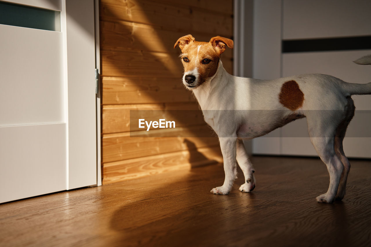 Cute dog at home. jack russell terrier puppy standing on floor in living room interior