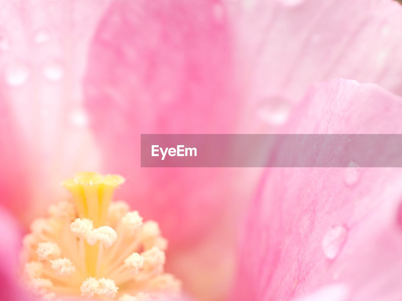 FULL FRAME SHOT OF PINK FLOWERS