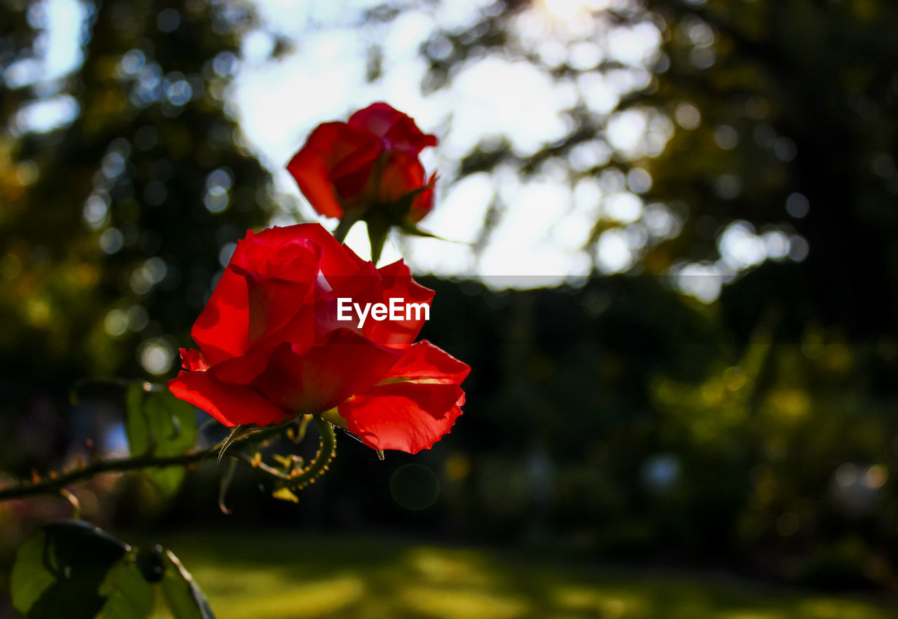 Close-up of roses against blurred background