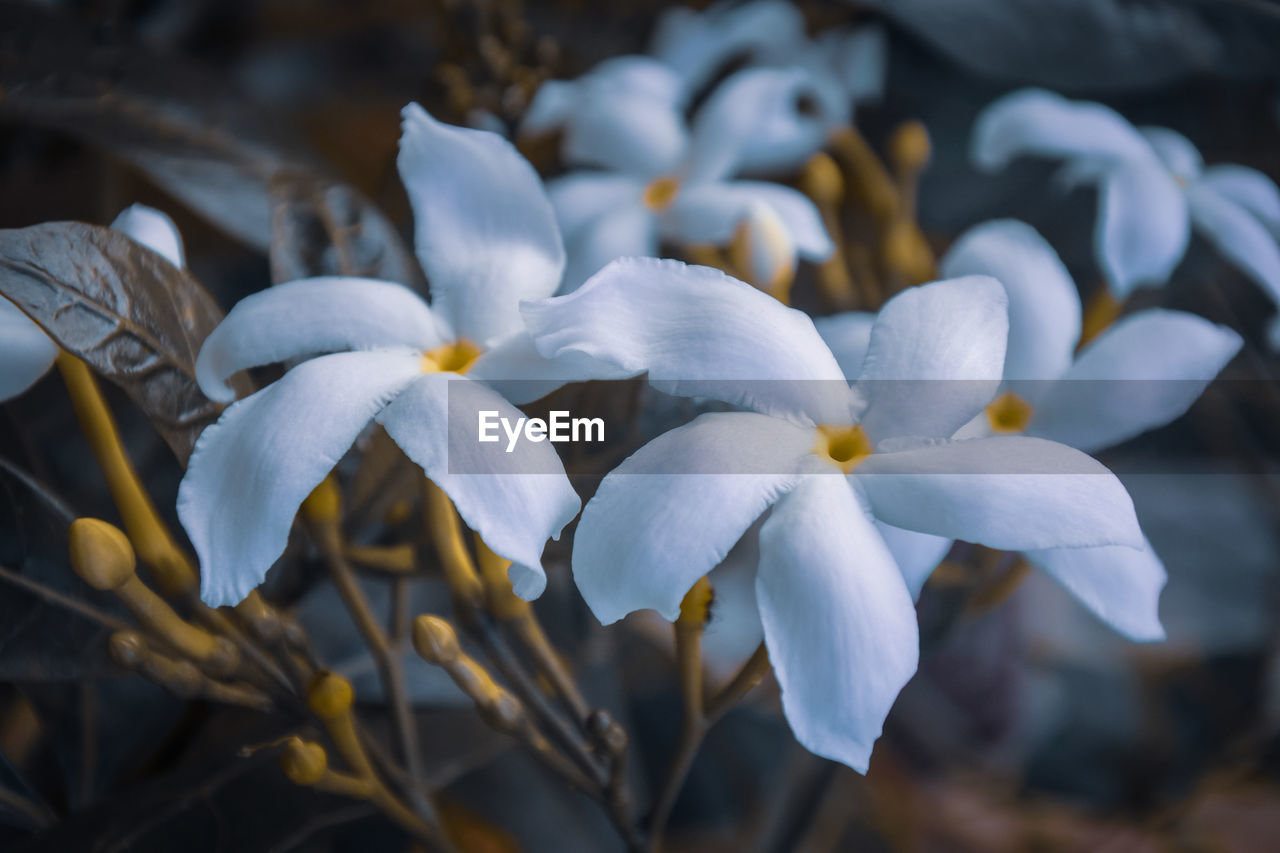 CLOSE-UP OF WHITE FLOWERING PLANT ON FIELD