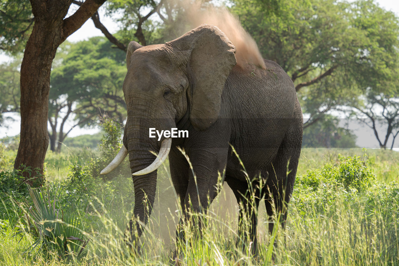 African elephant, loxodonta africana, murchison falls national park, uganda