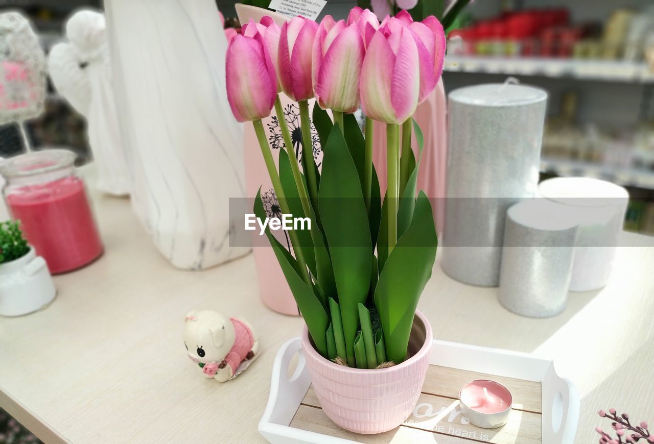 CLOSE-UP OF PINK FLOWERS IN VASE