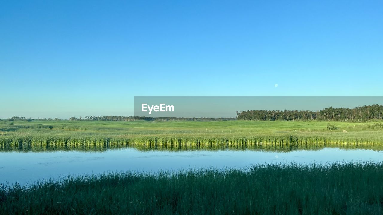 natural environment, water, sky, plant, reflection, marsh, scenics - nature, tranquility, beauty in nature, lake, tranquil scene, landscape, nature, wetland, environment, tree, no people, grass, grassland, blue, land, meadow, horizon, clear sky, non-urban scene, green, plain, reservoir, field, rural scene, copy space, morning, outdoors, growth, day, prairie, idyllic, forest, wilderness, agriculture, polder, travel destinations, remote