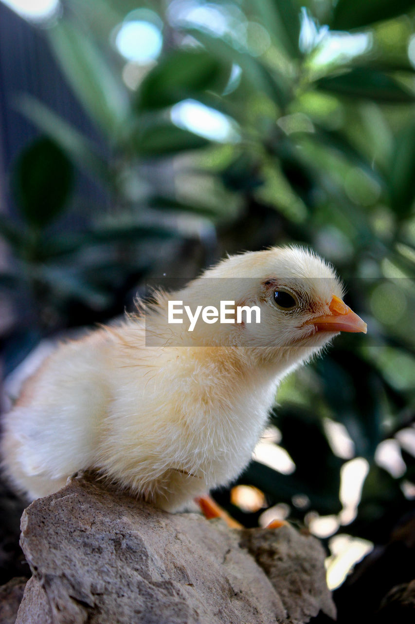 Close-up of a bird