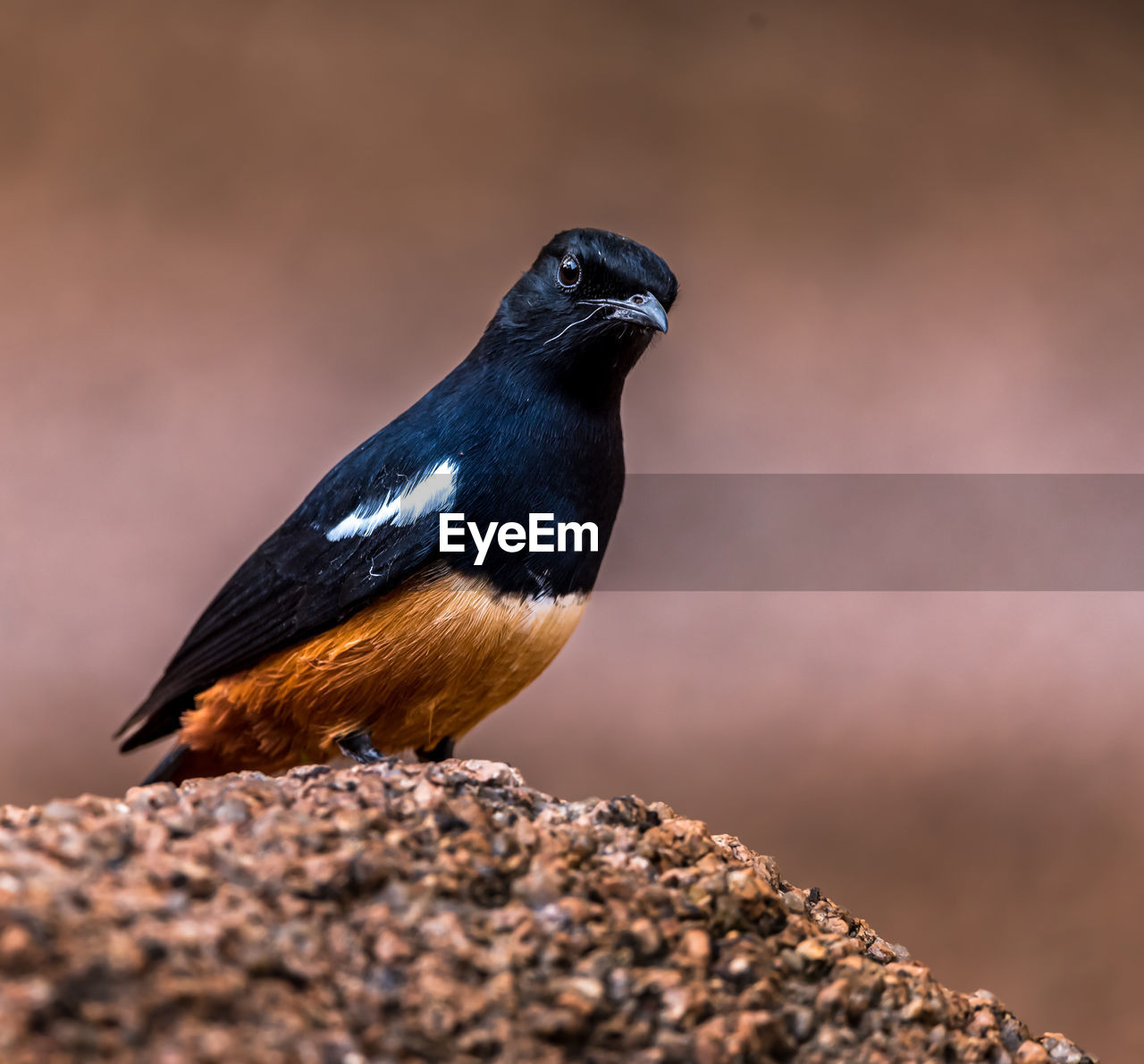 animal themes, animal, bird, animal wildlife, wildlife, one animal, close-up, beak, nature, no people, songbird, black, full length, rock, side view, outdoors, perching, selective focus, day, multi colored, beauty in nature, copy space, focus on foreground, portrait, surface level