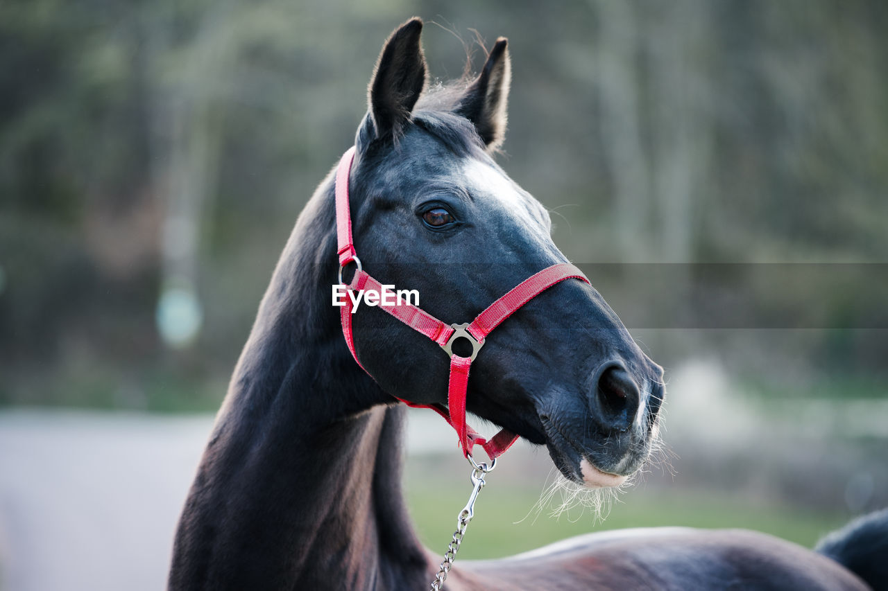 Close-up black horse portrait with popping red headcollar
