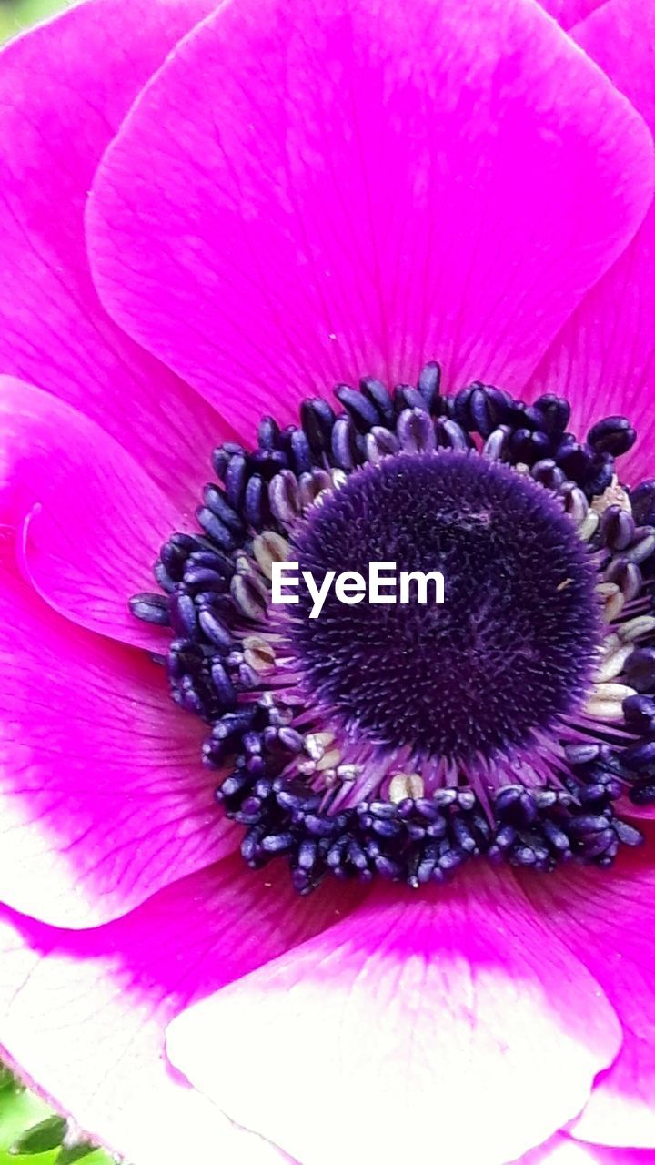 CLOSE-UP OF CONEFLOWER BLOOMING OUTDOORS