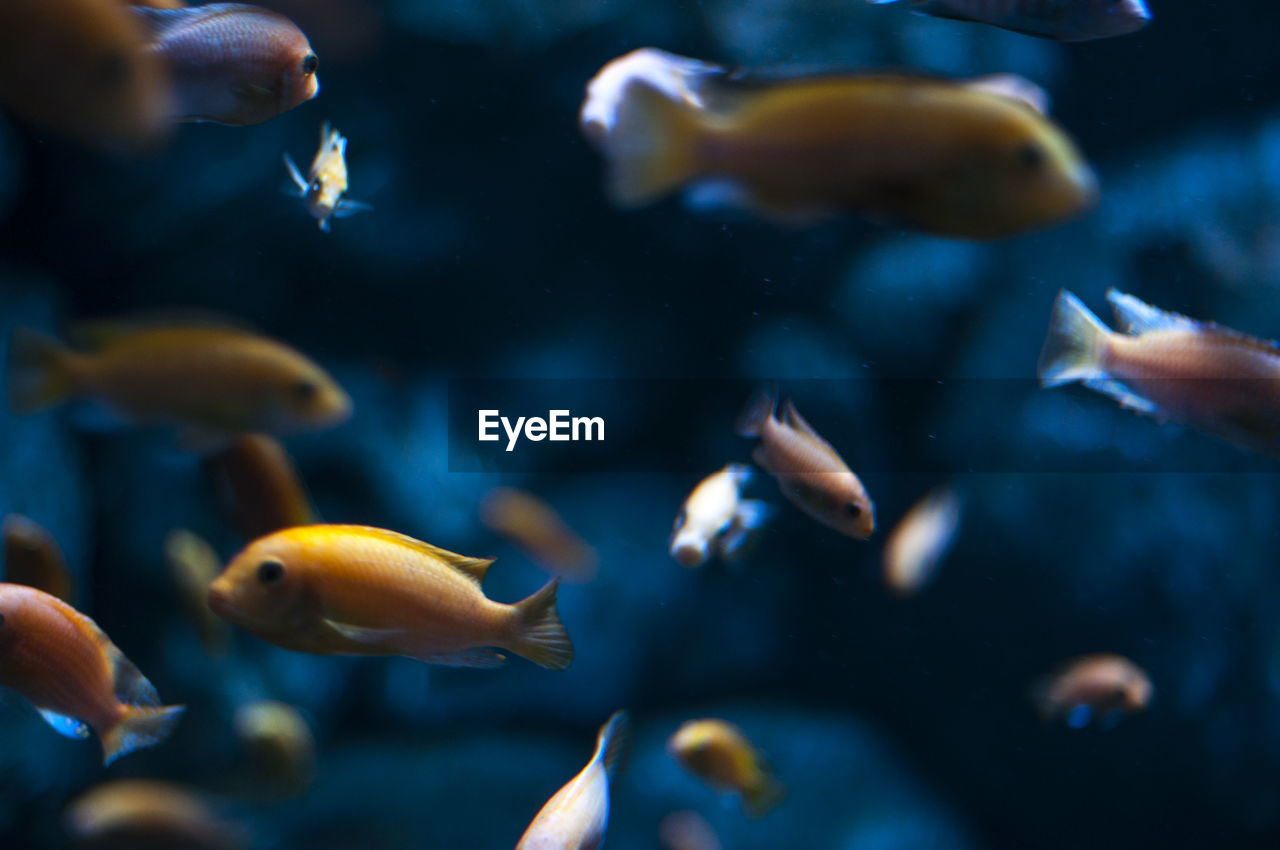 Fish swimming in aquarium