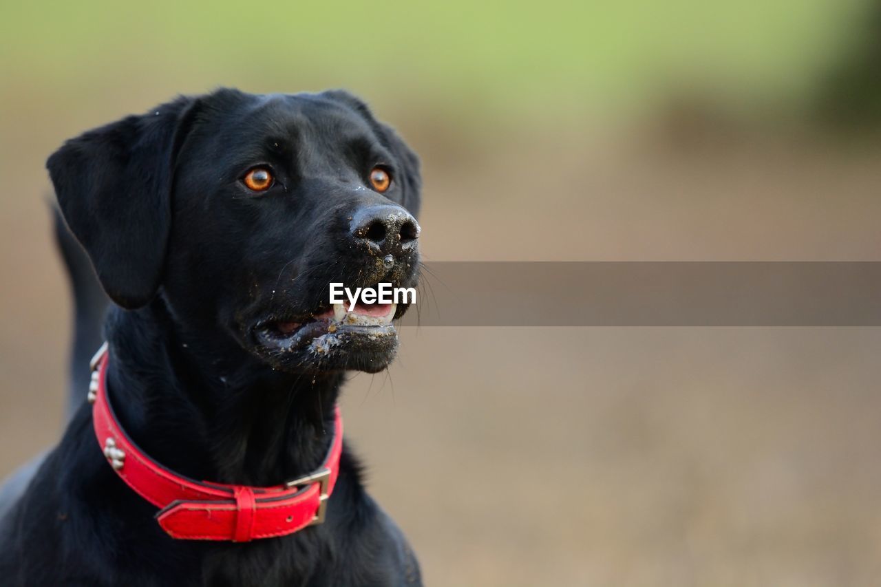 Close-up of black dog