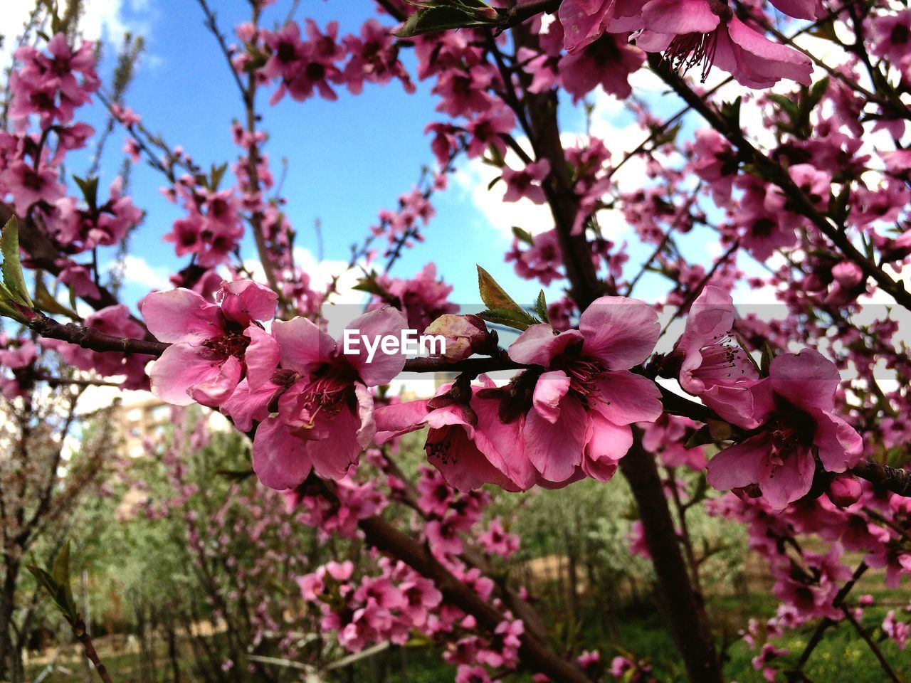 Pink cherry blossoms outdoors