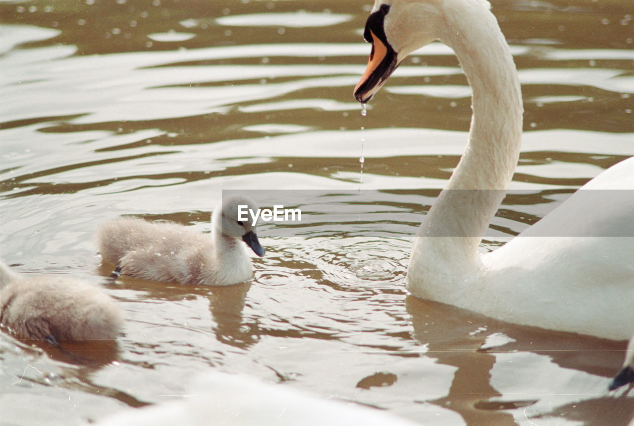 SWANS IN A LAKE