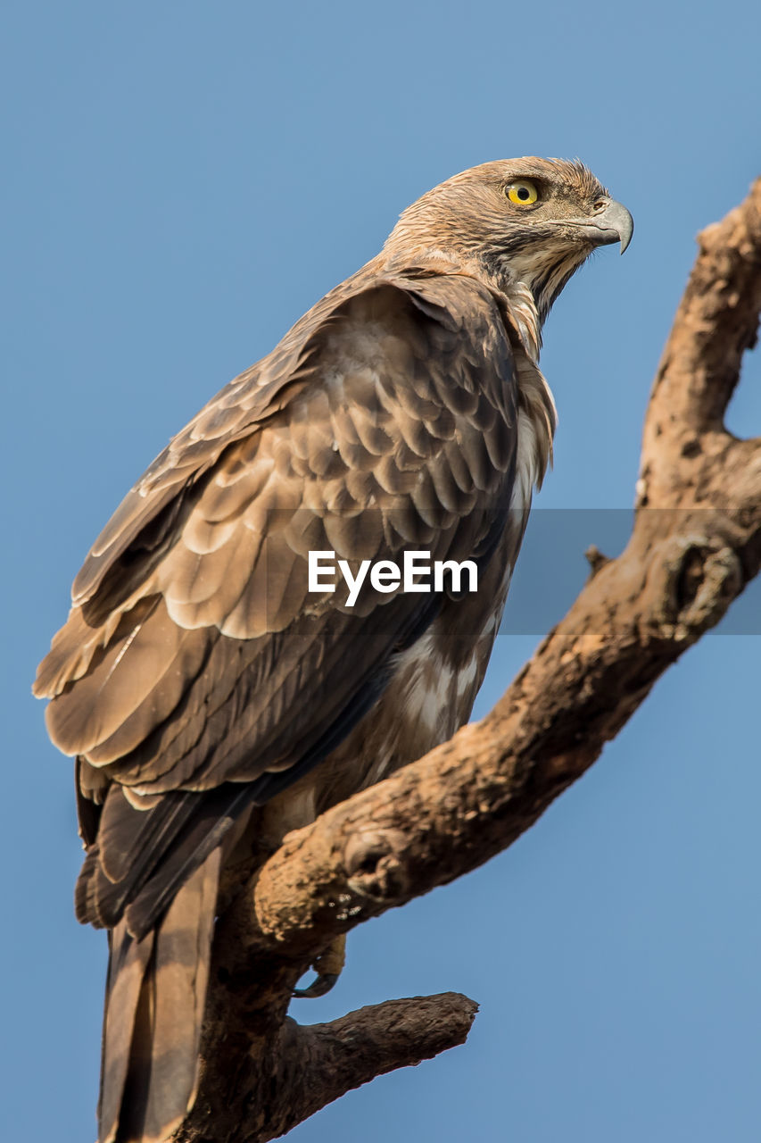 LOW ANGLE VIEW OF EAGLE PERCHING ON TREE