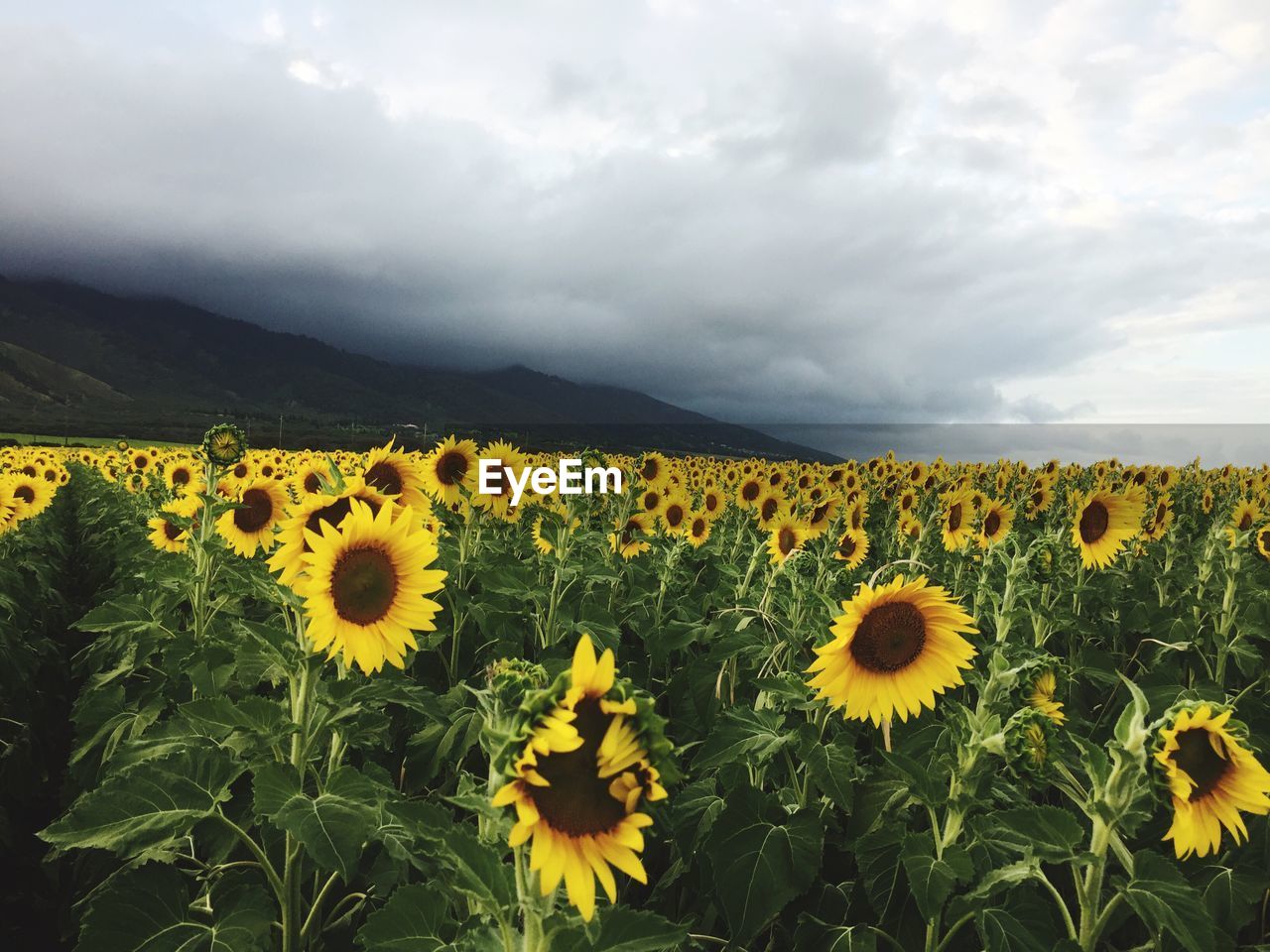 Sunflowers blooming on field against cloudy sky