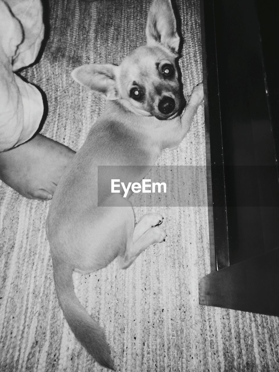 LOW SECTION OF MAN HOLDING DOG WHILE SITTING ON FLOOR