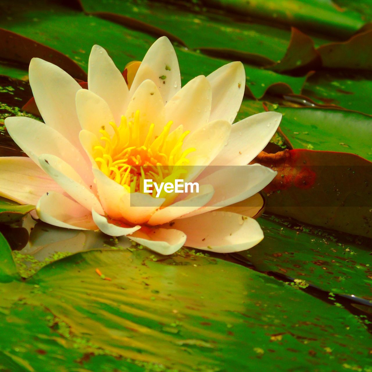 CLOSE-UP OF LOTUS WATER LILY IN PARK