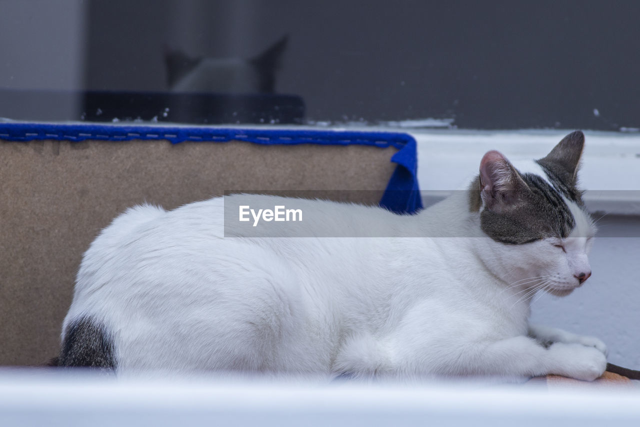 CLOSE-UP OF A CAT RESTING ON A FLOOR