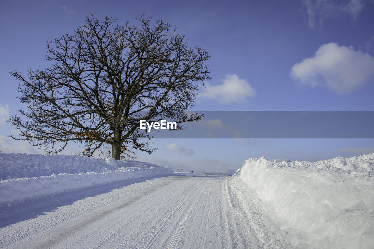 A famous oak tree that is called the seven stars tree, in the winter snow view, biei, hokkaido.