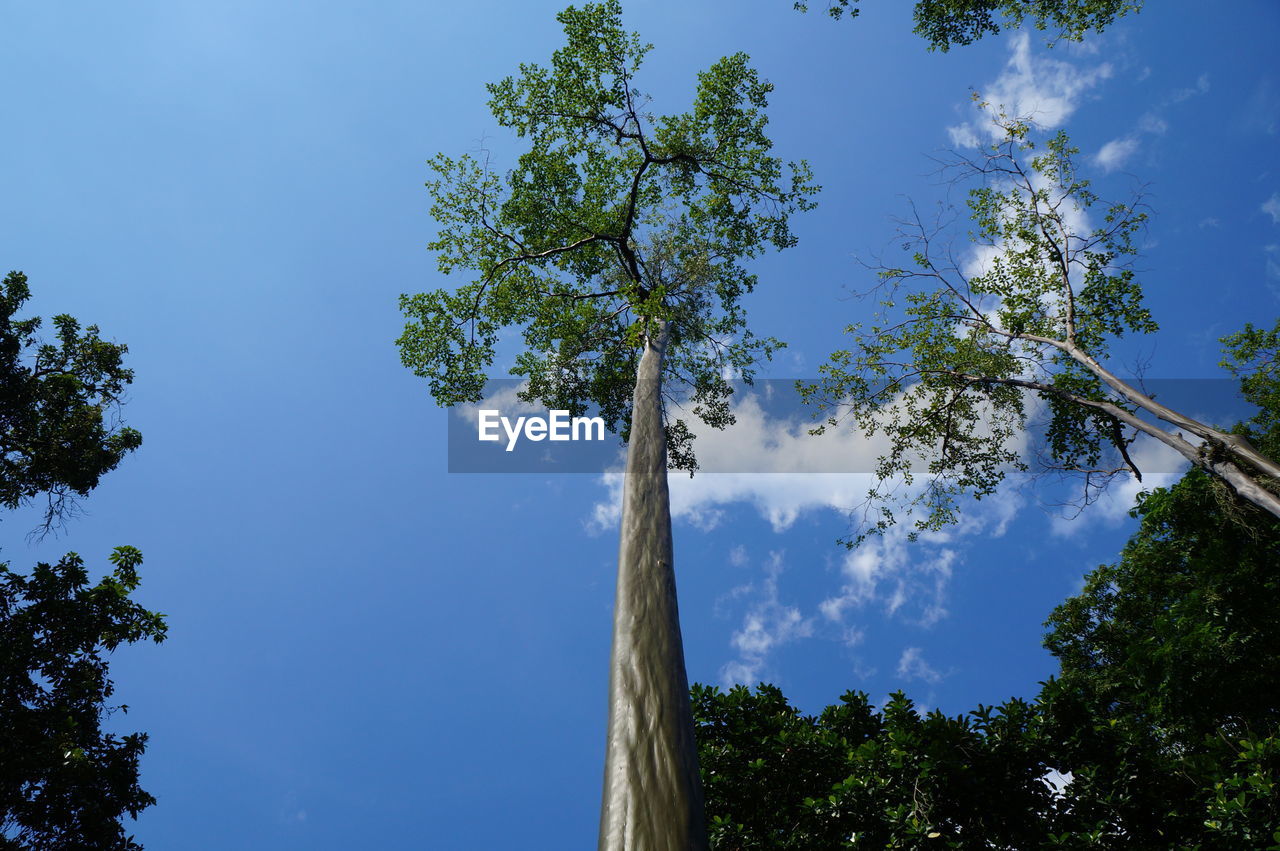 Low angle view of trees against sky