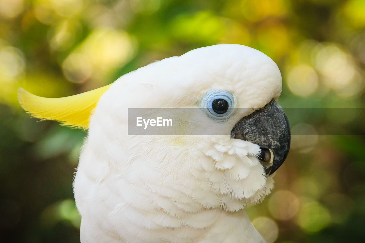 CLOSE-UP OF A DUCK