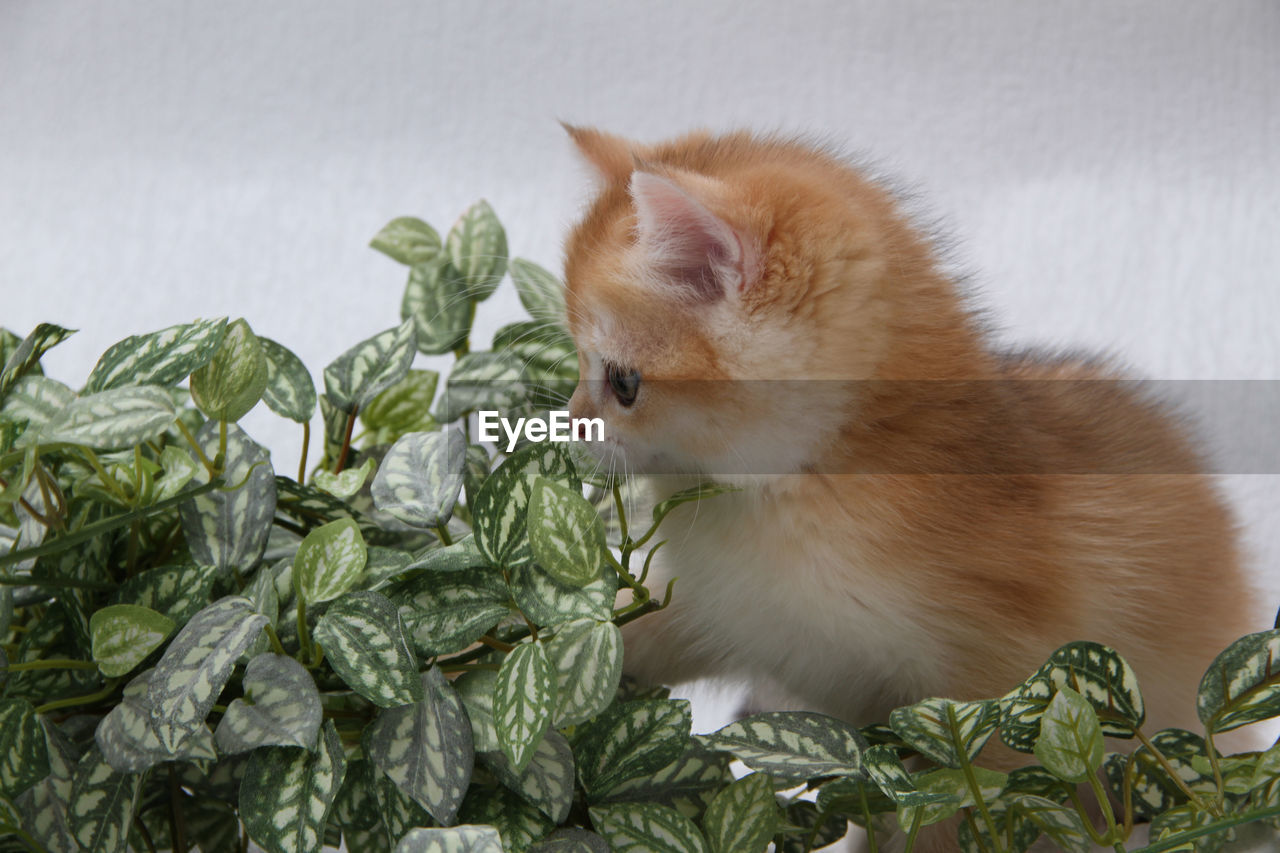 animal, animal themes, pet, mammal, one animal, domestic animals, cat, plant part, leaf, domestic cat, carnivore, feline, no people, plant, nature, felidae, looking, cute, kitten, small to medium-sized cats, young animal, green, indoors, animal hair