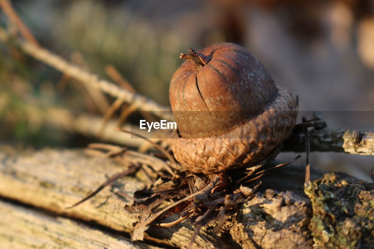 Close-up of acorn on wood in spring