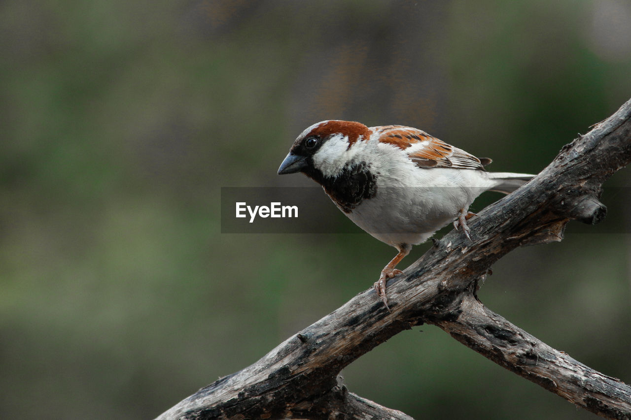 CLOSE-UP OF A BIRD PERCHING ON BRANCH